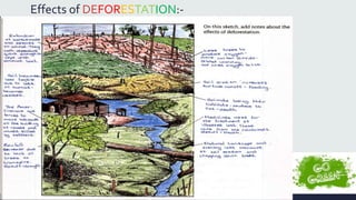 Effects of DEFORESTATION:- 
 