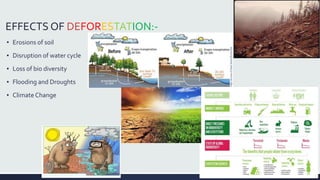 EFFECTS OF DEFORESTATION:- 
▪ Erosions of soil 
▪ Disruption of water cycle 
▪ Loss of bio diversity 
▪ Flooding and Droughts 
▪ Climate Change 
 
