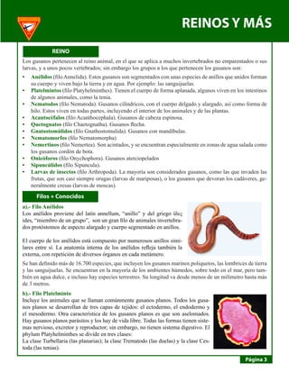 REINOS Y MÁS 
REINO 
Página 3 
Los gusanos pertenecen al reino animal, en el que se aplica a muchos invertebrados no emparentados o sus larvas, y a unos pocos vertebrados; sin embargo los grupos a los que pertenecen los gusanos son: 
Anélidos• (filo Annelida). Estos gusanos son segmentados con unas especies de anillos que unidos forman su cuerpo y viven bajo la tierra y en agua. Por ejemplo: las sanguijuelas. 
Platelmintos• (filo Platyhelminthes). Tienen el cuerpo de forma aplanada, algunos viven en los intestinos de algunos animales, como la tenia. 
Nematodos• (filo Nematoda). Gusanos cilíndricos, con el cuerpo delgado y alargado, así como forma de hilo. Estos viven en todas partes, incluyendo el interior de los animales y de las plantas. 
Acantocéfalos• (filo Acanthocephala). Gusanos de cabeza espinosa. 
Quetognatos• (filo Chaetognatha). Gusanos flecha. 
Gnatostomúlidos• (filo Gnathostomulida). Gusanos con mandíbulas. 
Nematomorfos• (filo Nematomorpha) 
Nemertinos• (filo Nemertea). Son acintados, y se encuentran especialmente en zonas de agua salada como los gusanos cordón de bota. 
Onicóforos• (filo Onychophora). Gusanos aterciopelados 
Sipuncúlidos• (filo Sipuncula). 
Larvas de insectos• (filo Arthropoda). La mayoría son considerados gusanos, como las que invaden las frutas, que son casi siempre orugas (larvas de mariposas), o los gusanos que devoran los cadáveres, generalmente cresas (larvas de moscas). 
Filos + Conocidos 
a).- Filo Anélidos 
Los anélidos proviene del latín annellum, “anillo” y del griego ίδες ides, “miembro de un grupo”, son un gran filo de animales invertebrados protóstomos de aspecto alargado y cuerpo segmentado en anillos. 
El cuerpo de los anélidos está compuesto por numerosos anillos similares entre sí. La anatomía interna de los anélidos refleja también la externa, con repetición de diversos órganos en cada metámero. 
Se han definido más de 16.700 especies, que incluyen los gusanos marinos poliquetos, las lombrices de tierra y las sanguijuelas. Se encuentran en la mayoría de los ambientes húmedos, sobre todo en el mar, pero también en agua dulce, e incluso hay especies terrestres. Su longitud va desde menos de un milímetro hasta más de 3 metros. 
b).- Filo Platelminto 
Incluye los animales que se llaman comúnmente gusanos planos. Todos los gusanos planos se desarrollan de tres capas de tejidos: el ectodermo, el endodermo y el mesodermo. Otra característica de los gusanos planos es que son aselomados. Hay gusanos planos parásitos y los hay de vida libre. Todas las formas tienen sistemas nervioso, excretor y reproductor; sin embargo, no tienen sistema digestivo. El phylum Platyhelminthes se divide en tres clases: 
La clase Turbellaria (las planarias); la clase Trematodo (las duelas) y la clase Cestoda (las tenias).  