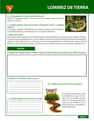 LOMBRIZ DE TIERRA 
Página 5 
d. ¿Cuán pequeños y cuán grandes pueden ser? 
Pueden ser pequeños desde 1 mm hasta más de 3 metros como la lombriz gigante australiana. 
e. ¿Cuántos pueden existir en un metro cuadrado de suelo? y ¿Cuántas especies? 
En un metro cuadrado (100x100x60) en el suelo se puede contar con un mínimo de 100 lombrices y posiblemente de 3 a 4 especies diferentes. 
f. ¿Qué es el Clitelo? 
Proviene del latín clitellum, es una estructura tegumentaria glandular característica de los anélidos Cliteldos. Se trata de un área glandular más o menos amplia en forma de anillo que abarca un número determinado de segmentos adyacentes (de dos a varias decenas). Esta área glandular no es visible durante toda la vida del animal, ya que se desarrolla cuando el gusano alcanza la madurez sexual o en los periodos reproductivos. 
¡Realiza! 
a.- Dibuja una lombriz de tierra, señala sus partes. Luego encuentra una lombriz real y señala sus partes. 
b.- Observar y describir cómo se mueve: 
c.- ¿Cuánto tiempo le toma moverse 1 metro? 
__________________________________ 
__________________________________ 
__________________________________ 
__________________________________ 
__________________________________ 
d.- Compite en una carrera con tus gusanos 
La principal ventaja para ganar la competencia es que este deberá tener un tamaño considerable y recién este sacado de la tierra, ya que cuando el sol le da de frente este se deshidrata y pierde longevidad. 
__________________________________ 
__________________________________ 
__________________________________ 
__________________________________ 
__________________________________  