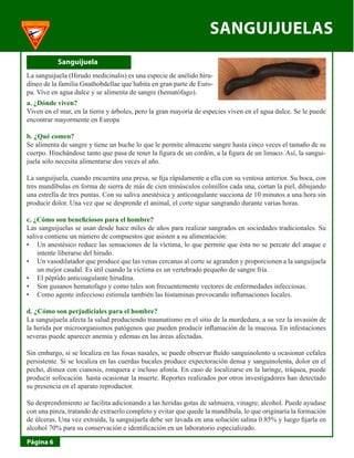 SANGUIJUELAS 
Página 6 
Sanguijuela 
La sanguijuela (Hirudo medicinalis) es una especie de anélido hirudíneo de la familia Gnathobdellae que habita en gran parte de Europa. Vive en agua dulce y se alimenta de sangre (hematófago). 
a. ¿Dónde viven? 
Viven en el mar, en la tierra y árboles, pero la gran mayoría de especies viven en el agua dulce. Se le puede encontrar mayormente en Europa 
b. ¿Qué comen? 
Se alimenta de sangre y tiene un buche lo que le permite almacene sangre hasta cinco veces el tamaño de su cuerpo. Hinchándose tanto que pasa de tener la figura de un cordón, a la figura de un limaco. Así, la sanguijuela sólo necesita alimentarse dos veces al año. 
La sanguijuela, cuando encuentra una presa, se fija rápidamente a ella con su ventosa anterior. Su boca, con tres mandíbulas en forma de sierra de más de cien minúsculos colmillos cada una, cortan la piel, dibujando una estrella de tres puntas. Con su saliva anestésica y anticoagulante succiona de 10 minutos a una hora sin producir dolor. Una vez que se desprende el animal, el corte sigue sangrando durante varias horas. 
c. ¿Cómo son beneficiosos para el hombre? 
Las sanguijuelas se usan desde hace miles de años para realizar sangrados en sociedades tradicionales. Su saliva contiene un número de compuestos que asisten a su alimentación: 
Un anestésico reduce las sensaciones de la víctima, lo que permite que ésta no se percate del ataque e • intente liberarse del hirudo. 
Un vasodilatador que produce que las venas cercanas al corte se agranden y proporcionen a la sanguijuela • un mejor caudal. Es útil cuando la víctima es un vertebrado pequeño de sangre fría. 
El péptido anticoagulante hirudina.• 
Son gusanos hematofago y como tales son frecuentemente vectores de enfermedades infecciosas.• 
Como agente infeccioso estimula también las histaminas provocando inflamaciones locales.• 
d. ¿Cómo son perjudiciales para el hombre? 
La sanguijuela afecta la salud produciendo traumatismo en el sitio de la mordedura, a su vez la invasión de la herida por microorganismos patógenos que pueden producir inflamación de la mucosa. En infestaciones severas puede aparecer anemia y edemas en las áreas afectadas. 
Sin embargo, si se localiza en las fosas nasales, se puede observar fluido sanguinolento u ocasionar cefalea persistente. Si se localiza en las cuerdas bucales produce expectoración densa y sanguinolenta, dolor en el pecho, disnea con cianosis, ronquera e incluso afonía. En caso de localizarse en la laringe, tráquea, puede producir sofocación hasta ocasionar la muerte. Reportes realizados por otros investigadores han detectado su presencia en el aparato reproductor. 
Su desprendimiento se facilita adicionando a las heridas gotas de salmuera, vinagre, alcohol. Puede ayudase con una pinza, tratando de extraerlo completo y evitar que quede la mandíbula, lo que originaría la formación de úlceras. Una vez extraída, la sanguijuela debe ser lavada en una solución salina 0.85% y luego fijarla en alcohol 70% para su conservación e identificación en un laboratorio especializado.  