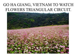 GO HA GIANG, VIETNAM TO WATCH
FLOWERS TRIANGULAR CIRCUIT.
 