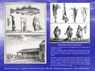 Vue de Saint-Jean à Terre-Neuve. In : Journal Le Tour du Monde, année 1863.
Voyage à Terre-Neuve par le Comte A. DE GOBINE...