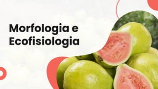 Morfologia e
Ecofisiologia
 