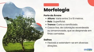 Morfologia
Porte da Árvore
Altura: Varia entre 3 e 10 metros.
Raiz: Superficial.
Tronco: Curto e ramificado.
Casca lisa, de coloração esverdeada
ou amarronzada, que se desprende em
finas camadas.
Galhos
Flexíveis e estendem-se em diversas
direções.
 