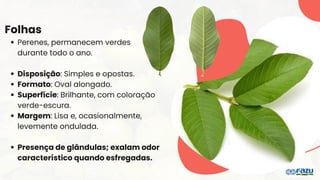 Folhas
Perenes, permanecem verdes
durante todo o ano.
Disposição: Simples e opostas.
Formato: Oval alongado.
Superfície: Brilhante, com coloração
verde-escura.
Margem: Lisa e, ocasionalmente,
levemente ondulada.
Presença de glândulas; exalam odor
característico quando esfregadas.
 
