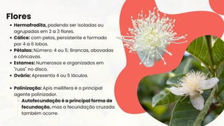 Flores
Hermafrodita, podendo ser isoladas ou
agrupadas em 2 a 3 flores.
Cálice: com pelos, persistente e formado
por 4 a 6 lobos.
Pétalas: Número: 4 ou 5; Brancas, obovadas
e côncavas.
Estames: Numerosos e organizados em
"ruas" no disco.
Ovário: Apresenta 4 ou 5 lóculos.
Polinização: Apis mellifera é o principal
agente polinizador.
Autofecundação é a principal forma de
fecundação, mas a fecundação cruzada
também ocorre.
 