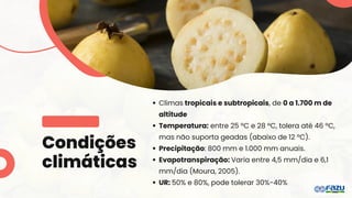 Condições
climáticas
Climas tropicais e subtropicais, de 0 a 1.700 m de
altitude
Temperatura: entre 25 ºC e 28 ºC, tolera até 46 ºC,
mas não suporta geadas (abaixo de 12 ºC).
Precipitação: 800 mm e 1.000 mm anuais.
Evapotranspiração: Varia entre 4,5 mm/dia e 6,1
mm/dia (Moura, 2005).
UR: 50% e 80%, pode tolerar 30%-40%
 