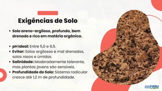 Exigências de Solo
Solo areno-argiloso, profundo, bem
drenado e rico em matéria orgânica.
pH Ideal: Entre 5,0 e 6,5.
Evitar: Solos argilosos e mal drenados,
solos rasos e úmidos.
Salinidade: Moderadamente tolerante,
mas plantas jovens são sensíveis.
Profundidade do Solo: Sistema radicular
cresce até 1,2 m de profundidade.
 