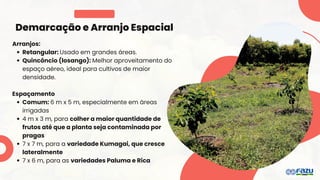 Demarcação e Arranjo Espacial
Arranjos:
Retangular: Usado em grandes áreas.
Quincôncio (losango): Melhor aproveitamento do
espaço aéreo, ideal para cultivos de maior
densidade.
Espaçamento
Comum: 6 m x 5 m, especialmente em áreas
irrigadas
4 m x 3 m, para colher a maior quantidade de
frutos até que a planta seja contaminada por
pragas
7 x 7 m, para a variedade Kumagai, que cresce
lateralmente
7 x 6 m, para as variedades Paluma e Rica
 
