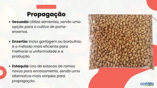 Propagação
Sexuada: Utiliza sementes, sendo uma
opção para o cultivo de porta-
enxertos.
Enxertia: Inclui garfagem ou borbulhia;
é o método mais eficiente para
melhorar a uniformidade e a
produção.
Estaquia: Uso de estacas de ramos
novos para enraizamento, sendo uma
alternativa mais simples para
propagação.
 