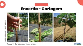Enxertia - Garfagem
 