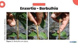 Enxertia - Borbulhia
 