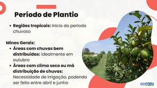 Período de Plantio
Regiões tropicais: Início do período
chuvoso
Minas Gerais:
Áreas com chuvas bem
distribuídas: idealmente em
outubro
Áreas com clima seco ou má
distribuição de chuvas:
Necessidade de irrigação, podendo
ser feito entre abril e junho
 