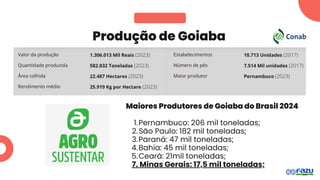 Produção de Goiaba
Maiores Produtores de Goiaba do Brasil 2024
Pernambuco: 206 mil toneladas;
1.
São Paulo: 182 mil toneladas;
2.
Paraná: 47 mil toneladas;
3.
Bahia: 45 mil toneladas;
4.
Ceará: 21mil toneladas;
5.
7. Minas Gerais: 17,5 mil toneladas;
 