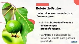 Raleio de Frutos
Uniformidade no tamanho, cor,
firmeza e peso.
Eliminar frutos danificados e
infestados por
pragas/doenças.
Controlar a quantidade de
frutos por planta para garantir
qualidade.
 