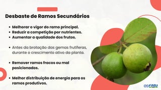 Desbaste de Ramos Secundários
Melhorar o vigor do ramo principal.
Reduzir a competição por nutrientes.
Aumentar a qualidade dos frutos.
Antes da brotação das gemas frutíferas,
durante o crescimento ativo da planta.
Remover ramos fracos ou mal
posicionados.
Melhor distribuição de energia para os
ramos produtivos.
 