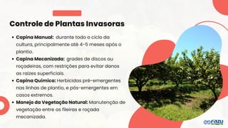 Controle de Plantas Invasoras
Capina Manual: durante todo o ciclo da
cultura, principalmente até 4-5 meses após o
plantio.
Capina Mecanizada: grades de discos ou
roçadeiras, com restrições para evitar danos
as raízes superficiais.
Capina Química: Herbicidas pré-emergentes
nas linhas de plantio, e pós-emergentes em
casos extremos.
Manejo da Vegetação Natural: Manutenção de
vegetação entre as fileiras e roçada
mecanizada.
 