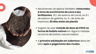 Recomenda-se aplicar também, misturados
à terra de enchimento da cova e aos
fertilizantes, 20 L de esterco de curral, ou 5 L
de esterco de galinha, ou 2 L de torta de
mamona, 60 dias antes do plantio
Sugere-se usar metade de dose de P2O5 na
forma de fosfato solúvel em água e metade
na forma de fosfato natural reativo
A primeira adubação em cobertura deve ser
feita após o pegamento das mudas.
 