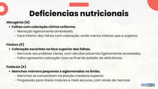 Deficiencias nutricionais
Nitrogênio (N)
Folhas com coloração citrina uniforme.
Nervação ligeiramente amarelada.
Face inferior das folhas com coloração verde menos intensa que a superior.
Fósforo (P)
Coloração escarlate na face superior das folhas.
Nervuras secundárias claras, com vênulas extremas ligeiramente arroxeadas.
Folha apresenta coloração roxa no final do estádio de deficiência.
Potássio (K)
Manchas marrons pequenas e aglomeradas no limbo.
Manchas se concentram na porção mediana superior.
Progressão para áreas maiores e mais escuras, com sinais de necrose.
 