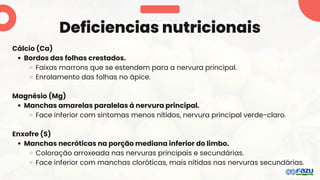 Deficiencias nutricionais
Cálcio (Ca)
Bordos das folhas crestados.
Faixas marrons que se estendem para a nervura principal.
Enrolamento das folhas no ápice.
Magnésio (Mg)
Manchas amarelas paralelas à nervura principal.
Face inferior com sintomas menos nítidos, nervura principal verde-claro.
Enxofre (S)
Manchas necróticas na porção mediana inferior do limbo.
Coloração arroxeada nas nervuras principais e secundárias.
Face inferior com manchas cloróticas, mais nítidas nas nervuras secundárias.
 