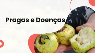 Pragas e Doenças
 