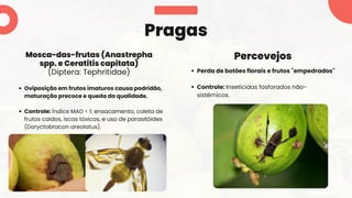 Oviposição em frutos imaturos causa podridão,
maturação precoce e queda da qualidade.
Controle: Índice MAD < 1; ensacamento, coleta de
frutos caídos, iscas tóxicas, e uso de parasitóides
(Doryctobracon areolatus).
Pragas
Mosca-das-frutas (Anastrepha
spp. e Ceratitis capitata)
(Diptera: Tephritidae) Perda de botões florais e frutos "empedrados"
Controle: Inseticidas fosforados não-
sistêmicos.
Percevejos
 