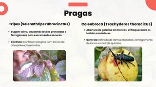 Sugam seiva, causando lesões prateadas e
ferruginosas com excrementos escuros.
Controle: Controle biológico com larvas de
crisopídeos; inseticidas.
Pragas
Tripes (Selenothrips rubrocinctus)
Abertura de galerias em troncos, enfraquecendo os
tecidos condutores.
Controle: Retirada de ramos atacados, esmagamento
de larvas e controle químico.
Coleobroca (Trachyderes thoracicus)
 