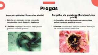 Galerias em troncos e ramos, causando
secamento e morte de partes da planta.
Controle: Raspagem do tronco, vedação das
galerias e controle químico.
Pragas
Broca-da-goiabeira (Timocratica albella)
Oviposição e alimentação destroem sementes e
polpa, causando quedas precoces.
Controle: Ensacamento de frutos, coleta e destruição
de frutos atacados, e inseticidas.
Gorgulho-da-goiabeira (Conotrachelus
psidii)
 