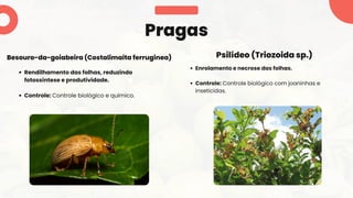 Rendilhamento das folhas, reduzindo
fotossíntese e produtividade.
Controle: Controle biológico e químico.
Pragas
Besouro-da-goiabeira (Costalimaita ferruginea)
Enrolamento e necrose das folhas.
Controle: Controle biológico com joaninhas e
inseticidas.
Psilídeo (Triozoida sp.)
 