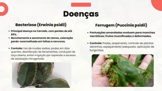 Pontuações amareladas evoluem para manchas
necróticas; frutos mumificados e deformados.
Controle: Podas, arejamento, controle de plantas
daninhas, espaçamento adequado, aplicação de
fungicidas.
Principal doença no Cerrado, com perdas de até
85%.
Murchamento e secamento de ramos, coloração
pardo-avermelhada em folhas e nervuras.
Controle: Uso de mudas sadias, podas em dias
quentes, desinfecção de ferramentas, condução de
taça aberta, evitar irrigação por aspersão e excesso
de adubação nitrogenada.
Doenças
Bacteriose (Erwinia psidii) Ferrugem (Puccinia psidii)
 