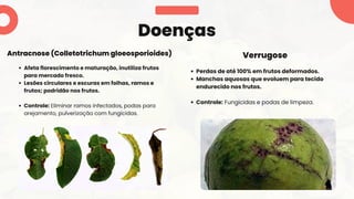 Perdas de até 100% em frutos deformados.
Manchas aquosas que evoluem para tecido
endurecido nos frutos.
Controle: Fungicidas e podas de limpeza.
Afeta florescimento e maturação, inutiliza frutos
para mercado fresco.
Lesões circulares e escuras em folhas, ramos e
frutos; podridão nos frutos.
Controle: Eliminar ramos infectados, podas para
arejamento, pulverização com fungicidas.
Doenças
Antracnose (Colletotrichum gloeosporioides) Verrugose
 
