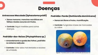 Danos em flores e frutos, mumificação.
Controle: Fungicidas à base de mancozebe
ou cobre.
Amarelamento e queda das folhas, podridão
no sistema radicular.
Controle: Evitar solos mal drenados e excesso
de umidade.
Doenças
Podridão-das-Raízes (Phytophthora sp.)
Podridão-Parda (Dothiorella dominicana)
Danos menores; manchas necróticas em
folhas e lesões escuras em frutos.
Controle: Seguir medidas para outras
doenças.
Antracnose Maculada (Sphaceloma psidii)
 