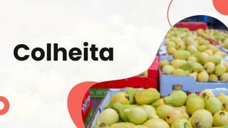 Colheita
 