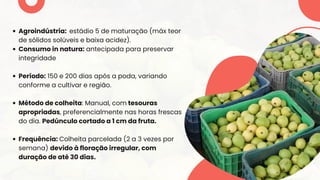 Agroindústria: estádio 5 de maturação (máx teor
de sólidos solúveis e baixa acidez).
Consumo in natura: antecipada para preservar
integridade
Período: 150 e 200 dias após a poda, variando
conforme a cultivar e região.
Método de colheita: Manual, com tesouras
apropriadas, preferencialmente nas horas frescas
do dia. Pedúnculo cortado a 1 cm da fruta.
Frequência: Colheita parcelada (2 a 3 vezes por
semana) devido à floração irregular, com
duração de até 30 dias.
 
