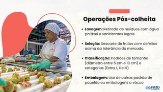 Operações Pós-colheita
Lavagem: Retirada de resíduos com água
potável e sanitizantes legais.
Seleção: Descarte de frutas com defeitos
acima da tolerância do mercado.
Classificação: Padrões de tamanho
(diâmetro entre 5 cm e 10 cm) e
categorias (Extra, I, II e III).
Embalagem: Uso de caixas padrão de
papelão ou embalagens a vácuo
 