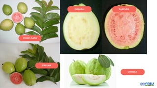 PEDRO SATO
PALUMA
KUMAGAI CASCUDA
CHINESA
 