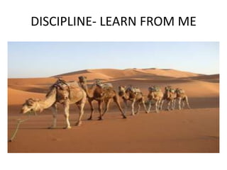 DISCIPLINE- LEARN FROM ME
 
