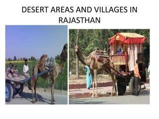 DESERT AREAS AND VILLAGES IN
RAJASTHAN
 