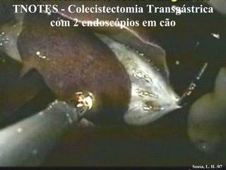Sousa, L. H. /07 TNOTES - Colecistectomia Transgástrica com 2 endoscópios em cão 