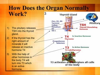 How Does the Organ Normally Work? 3 3)  With the help of other hormones in the body T4 will turn into T3 which is an active hormone. The pituitary releases TSH into the thyroid gland. 2)  If the thyroid has the right amount of minerals it will release an inactive hormone T4 