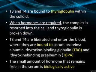 • T3 and T4 are bound to thyroglobulin within
the colloid.
• When hormones are required, the complex is
resorbed into the cell and thyroglobulin is
broken down.
• T3 and T4 are liberated and enter the blood,
where they are bound to serum proteins:
albumin, thyroxine-binding globulin (TBG) and
thyroxinebinding prealbumin (TBPA).
• The small amount of hormone that remains
free in the serum is biologically active
 