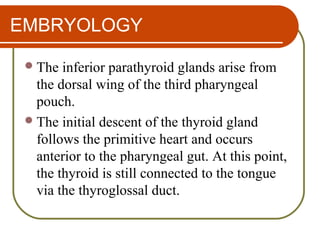 EMBRYOLOGY
The inferior parathyroid glands arise from
the dorsal wing of the third pharyngeal
pouch.
The initial descent of the thyroid gland
follows the primitive heart and occurs
anterior to the pharyngeal gut. At this point,
the thyroid is still connected to the tongue
via the thyroglossal duct.
 