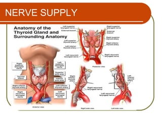 NERVE SUPPLY
 