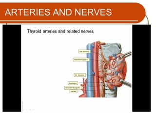 ARTERIES AND NERVES
 