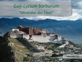 Goji- Lycium barbarum “ Miracolul din Tibet” Manuela Cuc 
