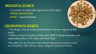 BIOLOGICAL SOURCE:
• It consists of dried fully ripen fruits of the plant
Tribulus terrestris linn.
FAMILY : zygophyllaceae.
GEOGRAPHICAL SOURCE:
• The drugs is found widely distrubuted in warmer regions of the
world.
• Gokhru occurs throughout India upto 5400 m along roadsides and
waste places.Also in Sri Lanka and west Tibet.
•The plant can be found in arid climate regions around the world,
as in southern USA, Mexico, Spain, Bulgaria, India and China.
 