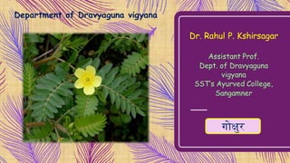 Dr. Rahul P. Kshirsagar
Assistant Prof.
Dept. of Dravyaguna
vigyana
SST’s Ayurved College,
Sangamner
Department of Dravyaguna vigyana
गोक्षुर
 