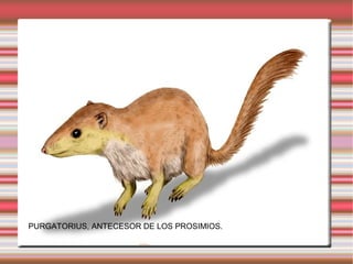 Prosimios Prosimios | ODP