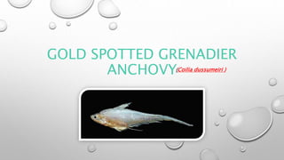 GOLD SPOTTED GRENADIER
ANCHOVY(Coilia dussumeiri )
 